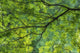 Maple Tree At Selkirk Provincial Park - Selkirk, Ontario, Canada Wall Mural
