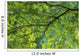 Maple Tree At Selkirk Provincial Park - Selkirk, Ontario, Canada Wall Mural