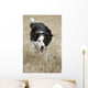 Border Collie - Alberta Canada Wall Mural