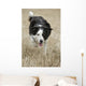 Border Collie - Alberta Canada Wall Mural