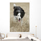 Border Collie - Alberta Canada Wall Mural