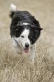 Border Collie - Alberta Canada Wall Mural