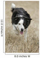 Border Collie - Alberta Canada Wall Mural