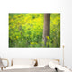 Goldenrod - Binbrook Conservation Area - Binbrook, Ontario, Canada Wall Mural