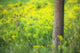 Goldenrod - Binbrook Conservation Area - Binbrook, Ontario, Canada Wall Mural