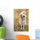 Tan Coloured Mixed Breed Dog Seated With Head Cocked To One Side Wall Mural