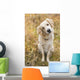 Tan Coloured Mixed Breed Dog Seated With Head Cocked To One Side Wall Mural
