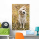 Tan Coloured Mixed Breed Dog Seated With Head Cocked To One Side Wall Mural