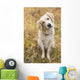Tan Coloured Mixed Breed Dog Seated With Head Cocked To One Side Wall Mural