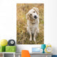 Tan Coloured Mixed Breed Dog Seated With Head Cocked To One Side Wall Mural