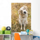 Tan Coloured Mixed Breed Dog Seated With Head Cocked To One Side Wall Mural