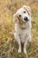 Tan Coloured Mixed Breed Dog Seated With Head Cocked To One Side Wall Mural