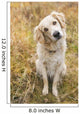 Tan Coloured Mixed Breed Dog Seated With Head Cocked To One Side Wall Mural