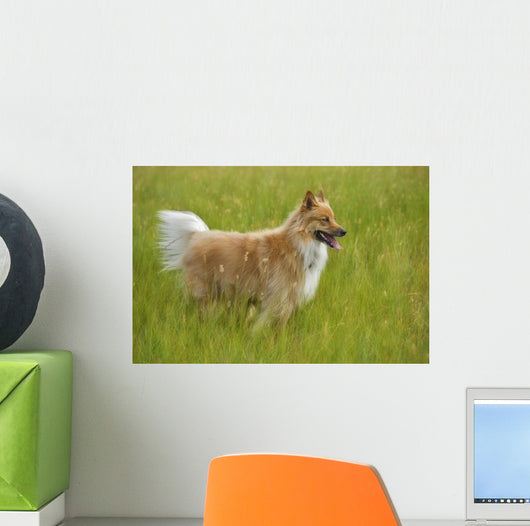 Tan And White, Long Haired Mixed Breed Dog Standing, Canada, Alberta Wall Mural