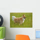 Tan And White, Long Haired Mixed Breed Dog Standing, Canada, Alberta Wall Mural