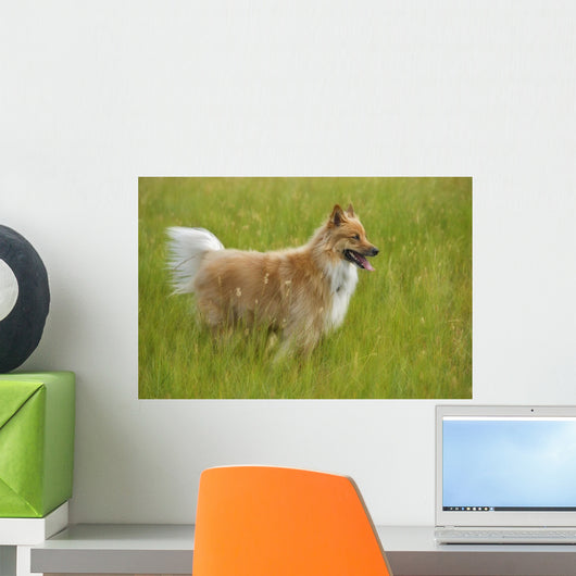 Tan And White, Long Haired Mixed Breed Dog Standing, Canada, Alberta Wall Mural