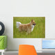 Tan And White, Long Haired Mixed Breed Dog Standing, Canada, Alberta Wall Mural