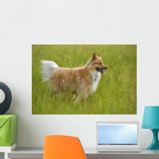 Tan And White, Long Haired Mixed Breed Dog Standing, Canada, Alberta Wall Mural