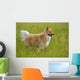 Tan And White, Long Haired Mixed Breed Dog Standing, Canada, Alberta Wall Mural