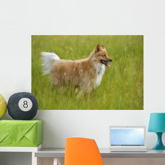 Tan And White, Long Haired Mixed Breed Dog Standing, Canada, Alberta Wall Mural