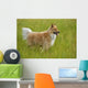 Tan And White, Long Haired Mixed Breed Dog Standing, Canada, Alberta Wall Mural