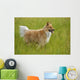 Tan And White, Long Haired Mixed Breed Dog Standing, Canada, Alberta Wall Mural