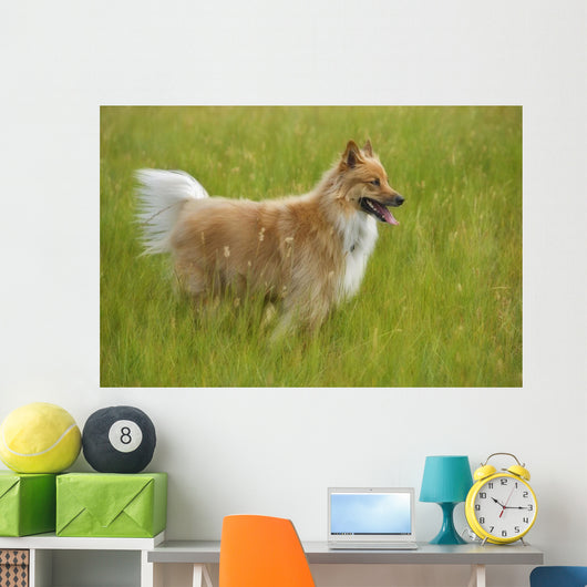Tan And White, Long Haired Mixed Breed Dog Standing, Canada, Alberta Wall Mural