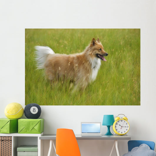 Tan And White, Long Haired Mixed Breed Dog Standing, Canada, Alberta Wall Mural