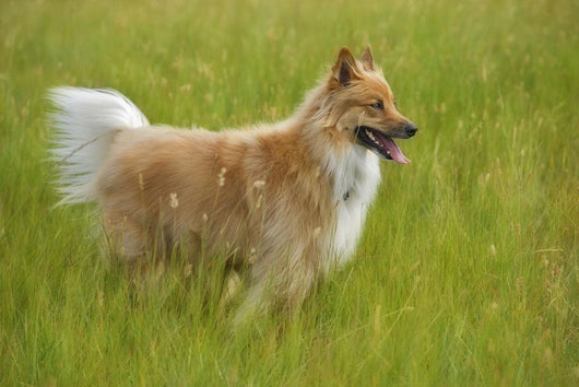 Tan And White, Long Haired Mixed Breed Dog Standing, Canada, Alberta Wall Mural