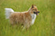 Tan And White, Long Haired Mixed Breed Dog Standing, Canada, Alberta Wall Mural