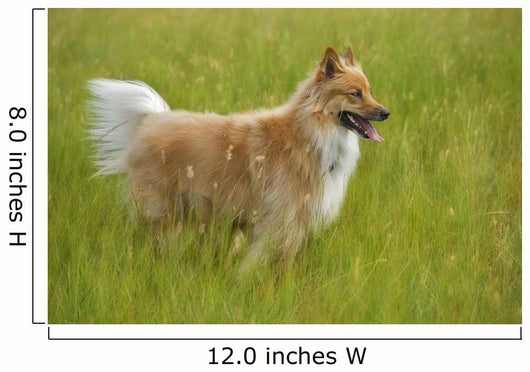Tan And White, Long Haired Mixed Breed Dog Standing, Canada, Alberta Wall Mural