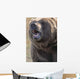 Captive Kodiak Grizzly Bear Wall Mural