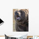 Captive Kodiak Grizzly Bear Wall Mural