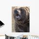 Captive Kodiak Grizzly Bear Wall Mural