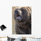 Captive Kodiak Grizzly Bear Wall Mural