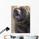 Captive Kodiak Grizzly Bear Wall Mural