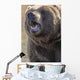 Captive Kodiak Grizzly Bear Wall Mural
