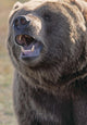 Captive Kodiak Grizzly Bear Wall Mural