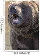 Captive Kodiak Grizzly Bear Wall Mural