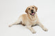 Retriever Labrador Dog Wall Decal