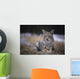 Coyote Resting In Winter Grass, Snowing Lightly, Kananaskis, Alberta Wall Mural