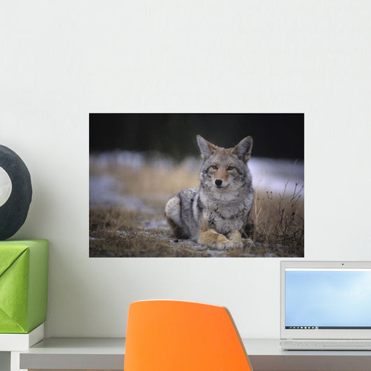 Coyote Resting In Winter Grass, Snowing Lightly, Kananaskis, Alberta Wall Mural