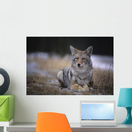 Coyote Resting In Winter Grass, Snowing Lightly, Kananaskis, Alberta Wall Mural