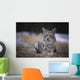Coyote Resting In Winter Grass, Snowing Lightly, Kananaskis, Alberta Wall Mural