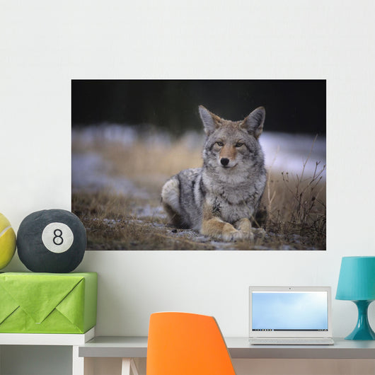 Coyote Resting In Winter Grass, Snowing Lightly, Kananaskis, Alberta Wall Mural