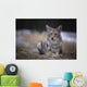 Coyote Resting In Winter Grass, Snowing Lightly, Kananaskis, Alberta Wall Mural