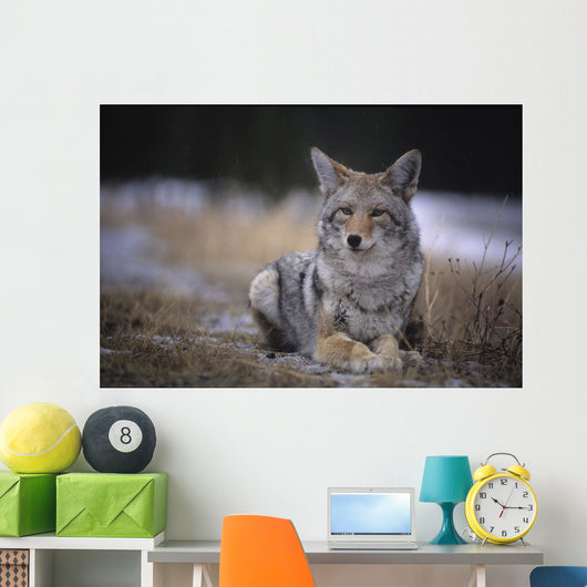 Coyote Resting In Winter Grass, Snowing Lightly, Kananaskis, Alberta Wall Mural