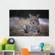 Coyote Resting In Winter Grass, Snowing Lightly, Kananaskis, Alberta Wall Mural