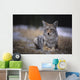 Coyote Resting In Winter Grass, Snowing Lightly, Kananaskis, Alberta Wall Mural