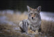 Coyote Resting In Winter Grass, Snowing Lightly, Kananaskis, Alberta Wall Mural